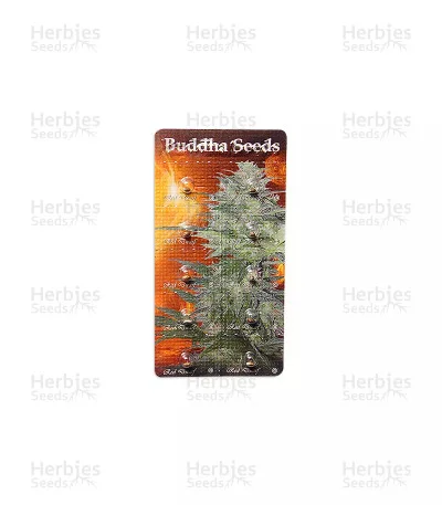 Buddha Red Dwarf van Buddha Seeds