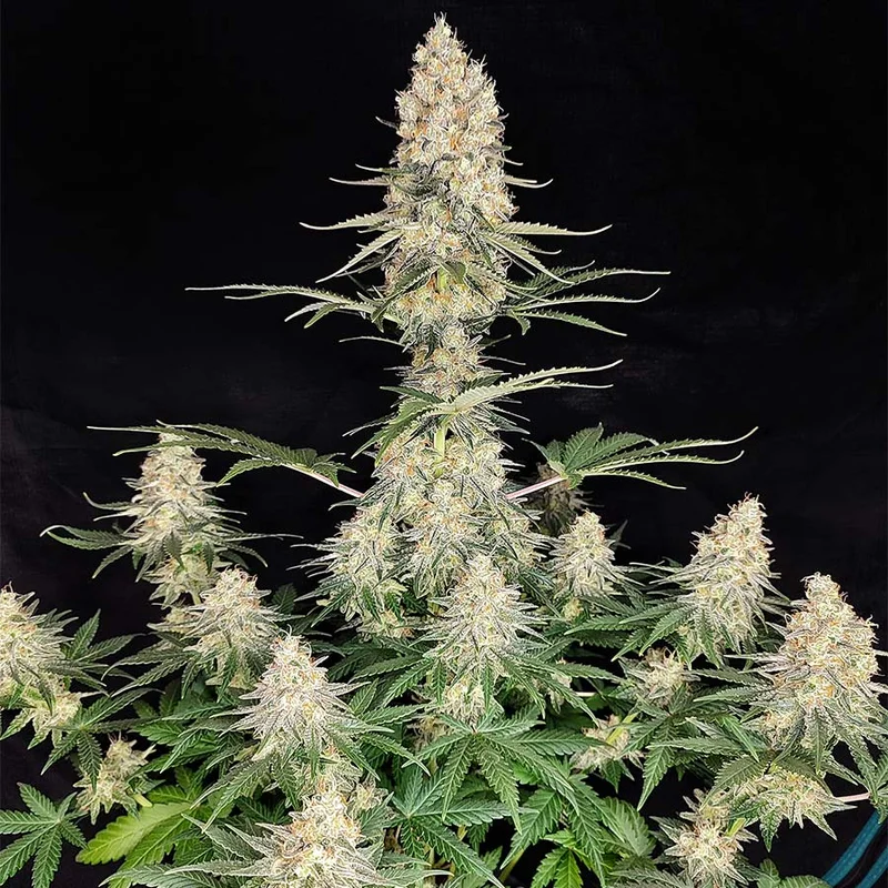 Quasar van Buddha Seeds