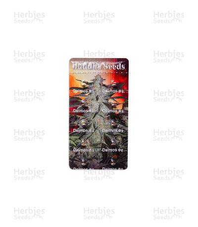 Buddha Deimos van Buddha Seeds