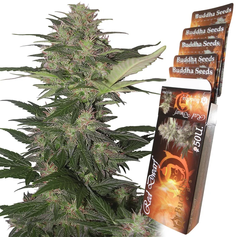Red Dwarf van Buddha Seeds
