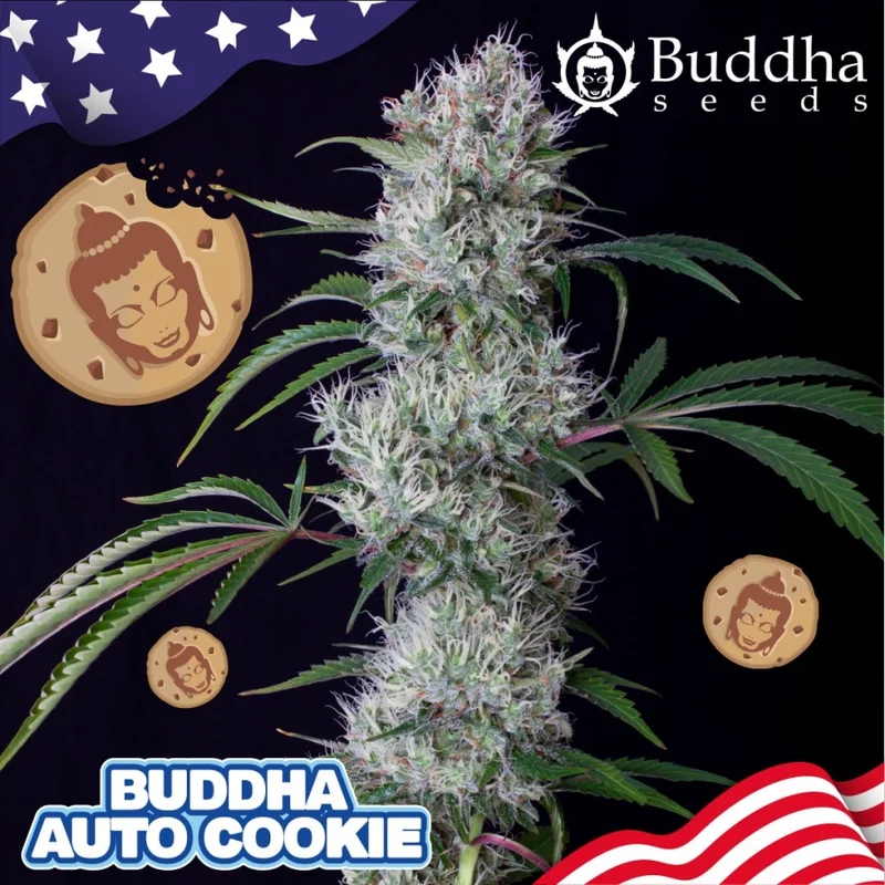 Buddha Cookie van Buddha Seeds