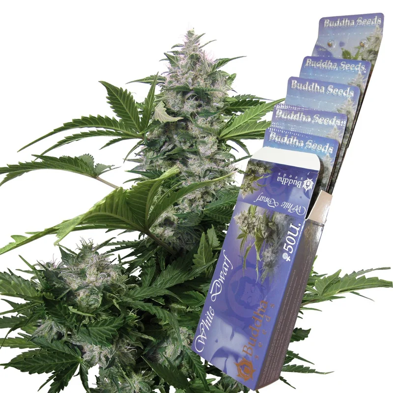 White Dwarf van Buddha Seeds
