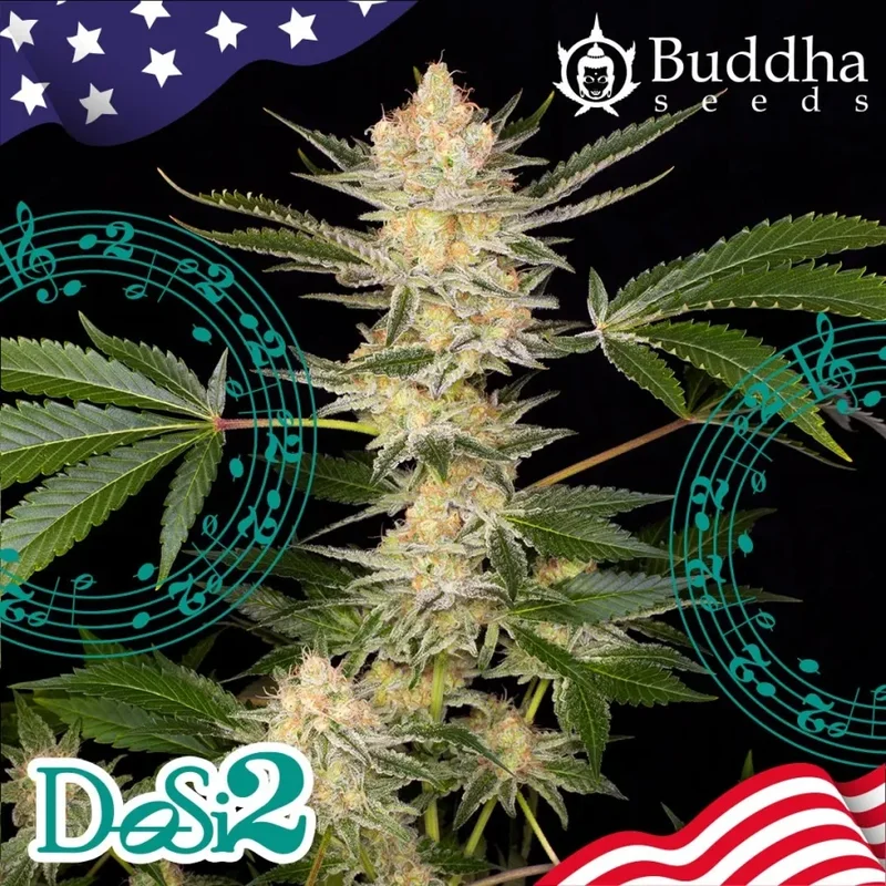 Buddha DoSi2 van Buddha Seeds