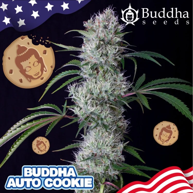 Buddha Cookie van Buddha Seeds