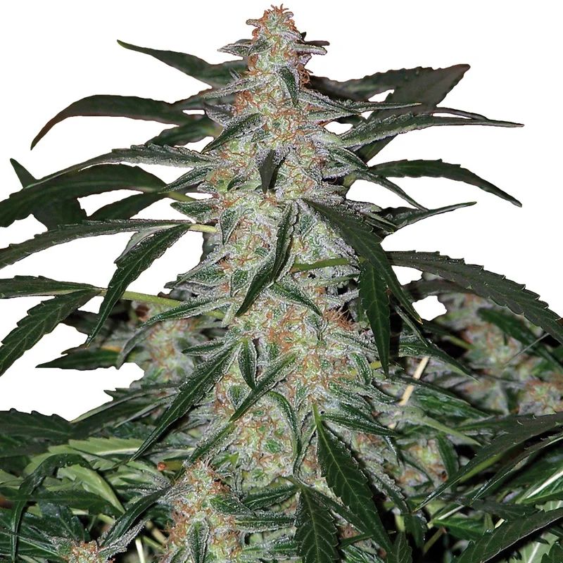 Deimos van Buddha Seeds