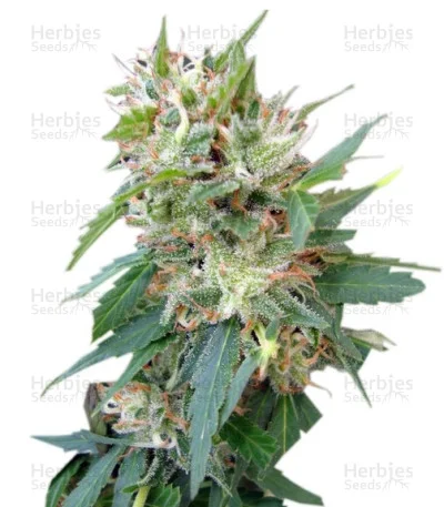 Buddha Deimos van Buddha Seeds