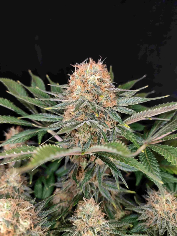 Panakeia High Terpenes van Buddha Seeds