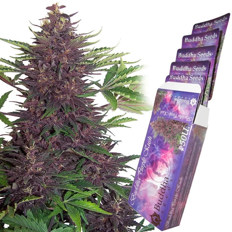 Buddha Purple Kush van Buddha Seeds