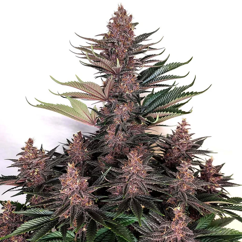 Buddha Purple Kush van Buddha Seeds