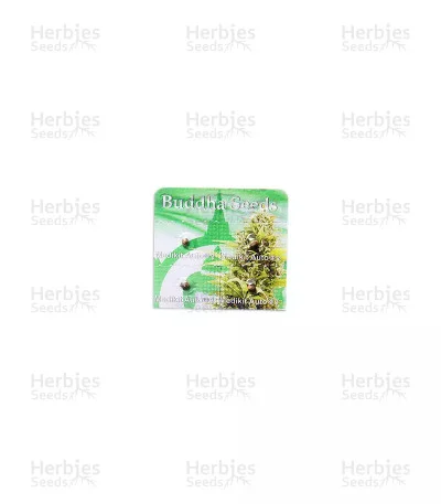Buddha Medikit CBD van Buddha Seeds