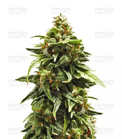 Buddha Medikit CBD van Buddha Seeds
