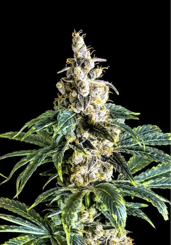 Zkittly Zi Zi van BulkSeedBank
