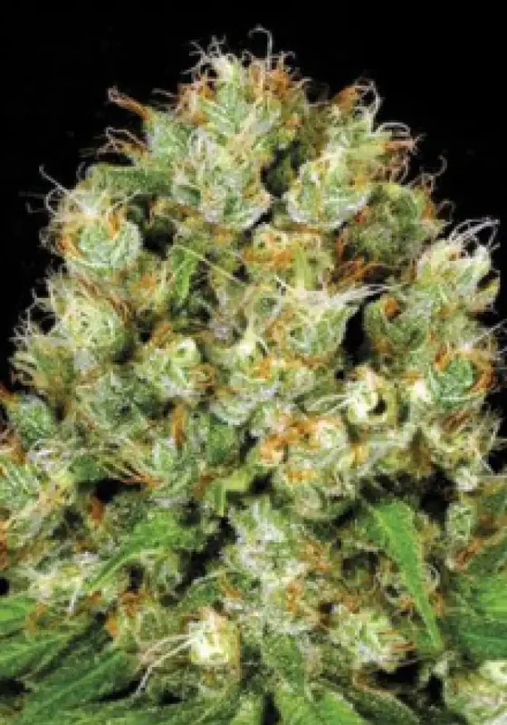 Sour Diesel van BulkSeedBank