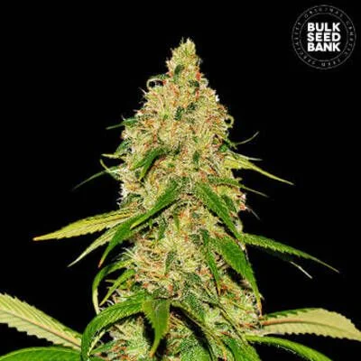 White Widow CBD van BulkSeedBank
