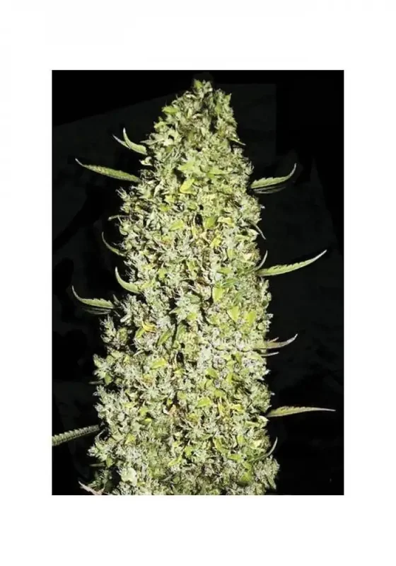 The Unlimited van BulkSeedBank
