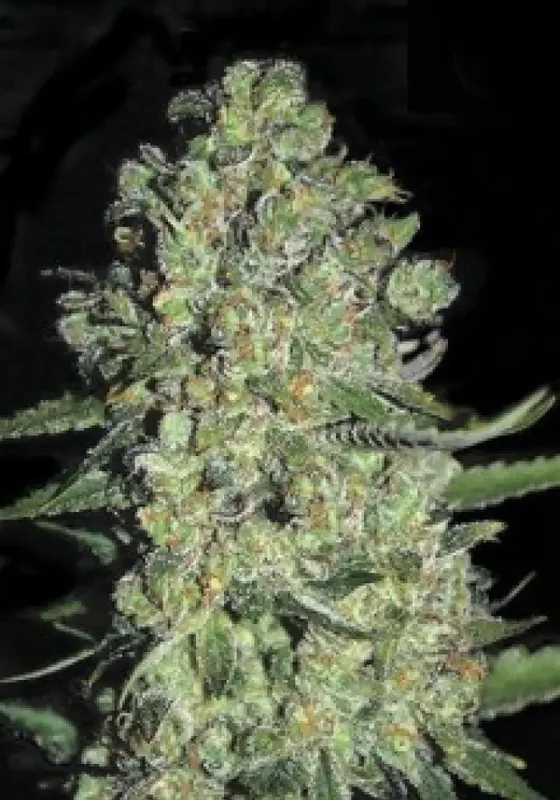 Chronical van BulkSeedBank