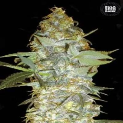 Euforia Special van BulkSeedBank