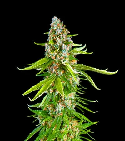 Grande Crack van BulkSeedBank