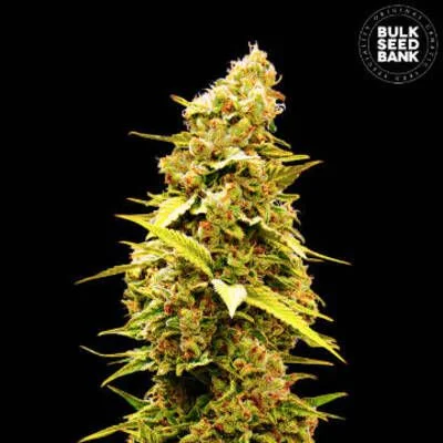 Banana Monkey van BulkSeedBank