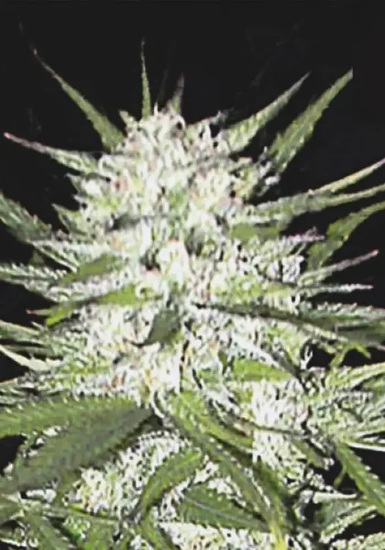 Early Top Skunk van BulkSeedBank