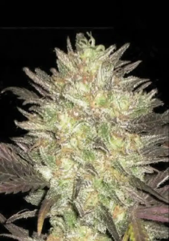 Lavender van BulkSeedBank