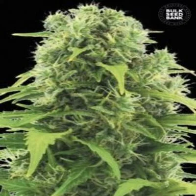 Northern Lights van BulkSeedBank