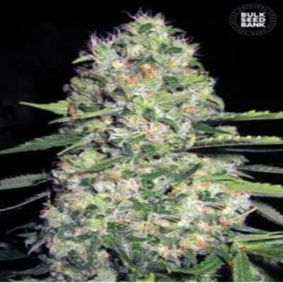 Jack Herer van BulkSeedBank