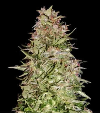 White Prussian van BulkSeedBank