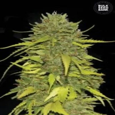 AK van BulkSeedBank