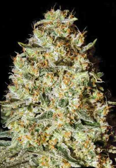 Nepal Gold by BulkSeedBank