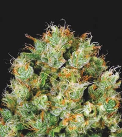 Sour Diesel van BulkSeedBank