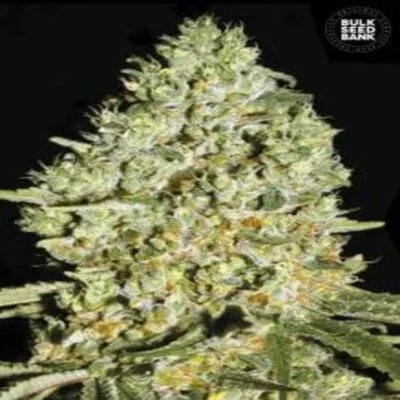 Critical van BulkSeedBank