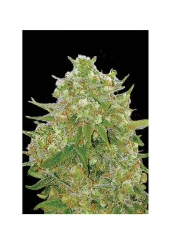 Master Kush Grand van BulkSeedBank