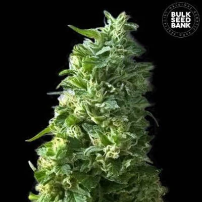 Lime Skunk van BulkSeedBank