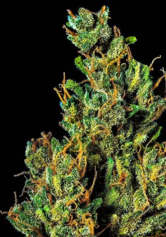 Cocopopo van BulkSeedBank