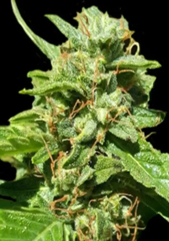 Nepal Gold van BulkSeedBank