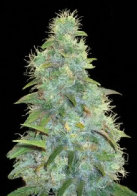 Sweet Tooth van BulkSeedBank