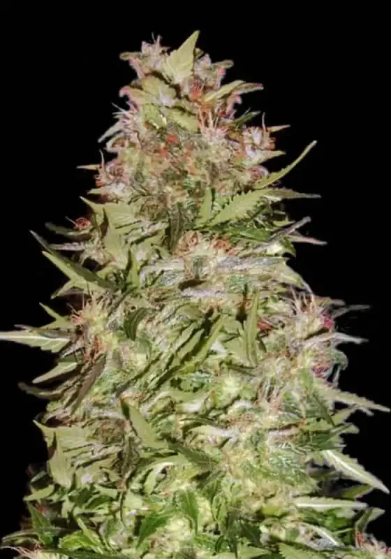 White Prussian van BulkSeedBank