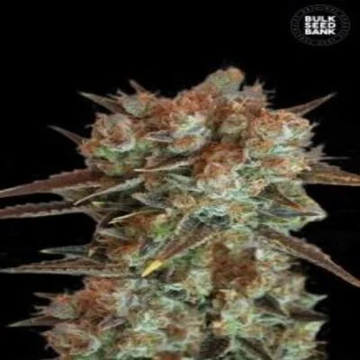 Caramel King van BulkSeedBank