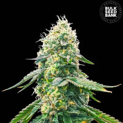 Gelato Samba van BulkSeedBank