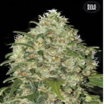 Amnesia Platinum van BulkSeedBank