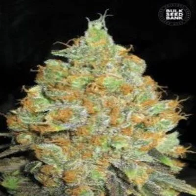 Critical Mass van BulkSeedBank