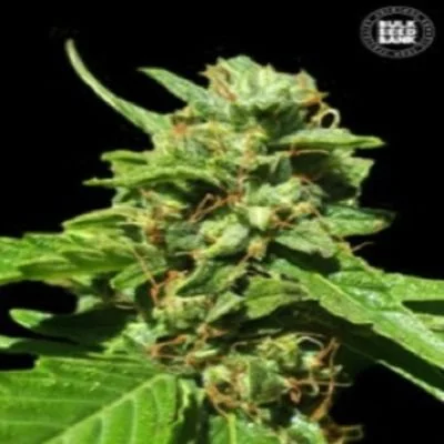 CBD Nepal Gold van BulkSeedBank
