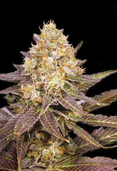 Lavender van BulkSeedBank