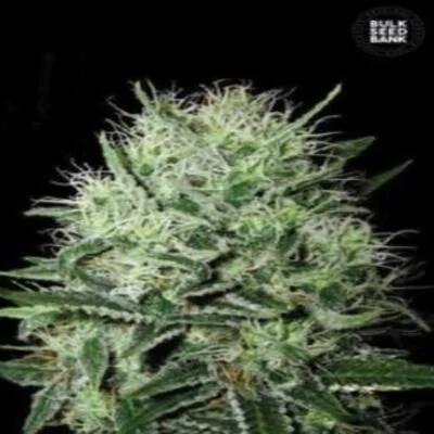 Guerilla Glue van BulkSeedBank