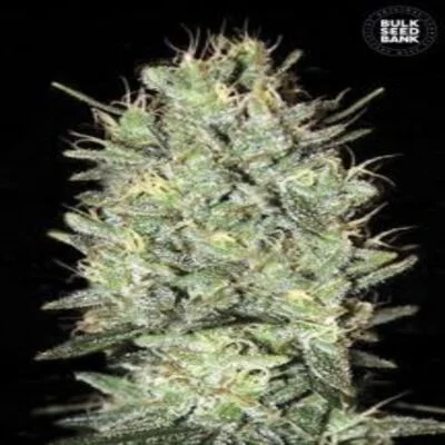 Amnesia Haze van BulkSeedBank