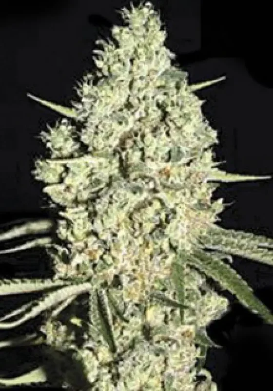 Critical van BulkSeedBank