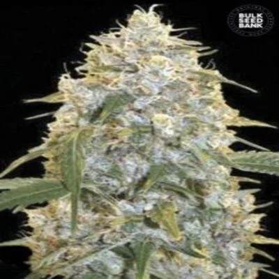 Cocopopo van BulkSeedBank