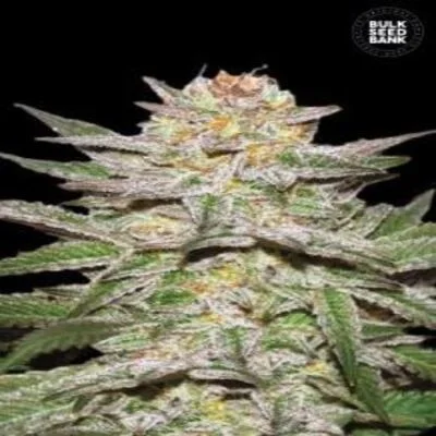 Caramel King van BulkSeedBank
