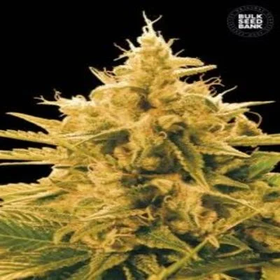 Ananas Funk van BulkSeedBank